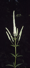 culver's root